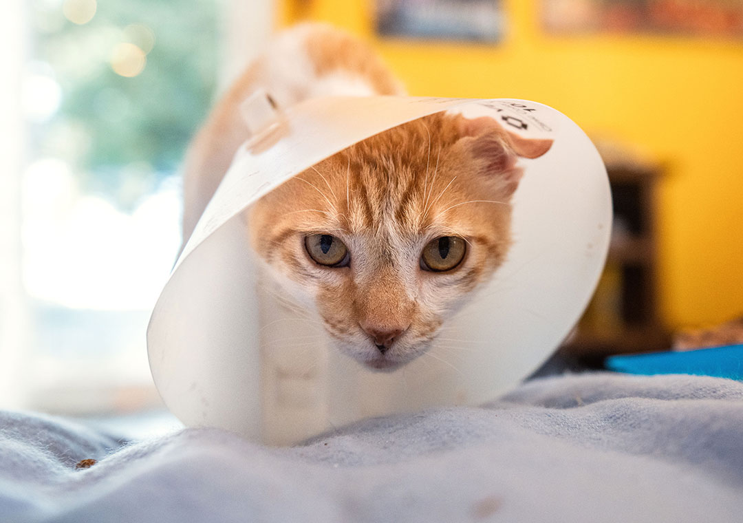 Cat in cone