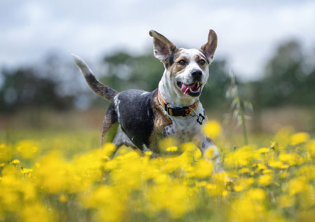 Adoption Centers
