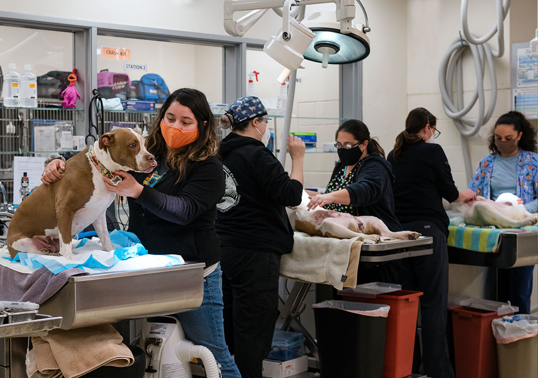 Spay/Neuter Clinic