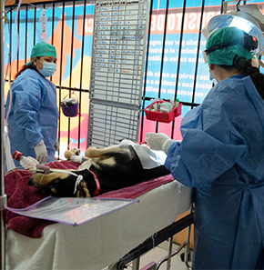 Spay/Neuter Clinics