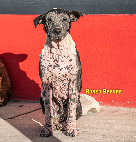 Romeo rescue dog Before