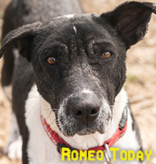 Romeo rescue dog today