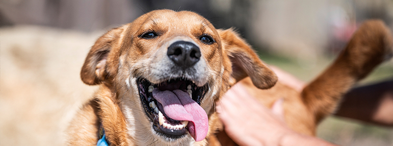 adelita rescue dog