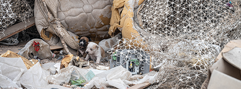dog rescue