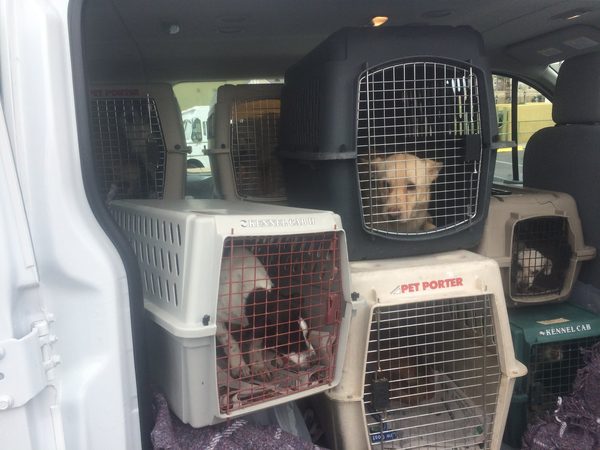 Checkpoints and Chances: A New Year’s Eve Tail of Four-Legged Immigration
