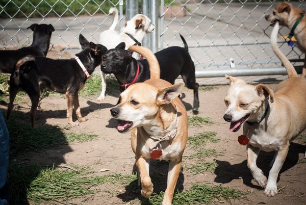 Chihuahuas, Sweat, and Heroes