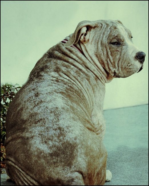 Personal Pitt-falls