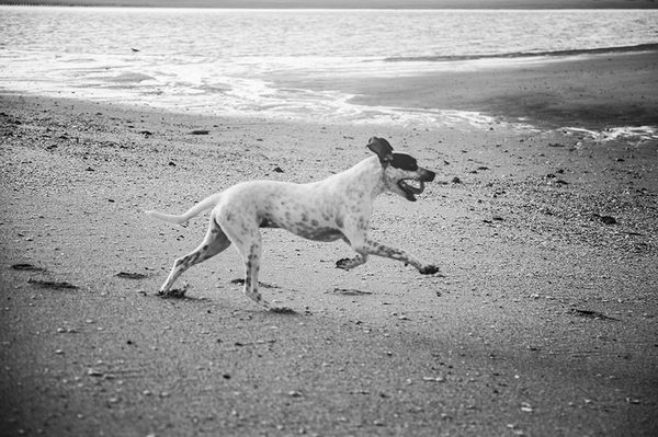 Tails of a four-legged, tail-wagging’, northward gazing immigrant: Part Two