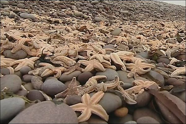 Unbearable compassion: a starfish, idealism and the plain old truth