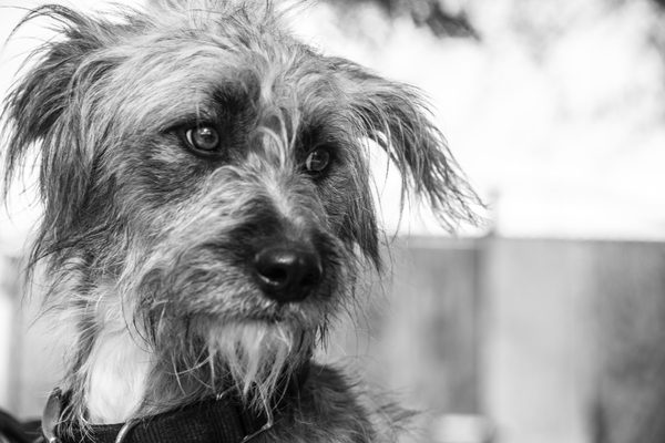 “Why do you rescue dogs from Mexico? ” by Christi Camblor, DVM